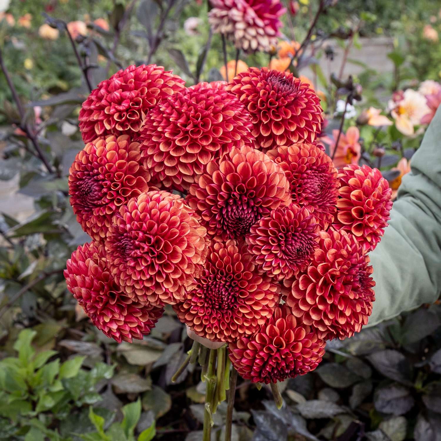 Dahlia 'Copper Boy'